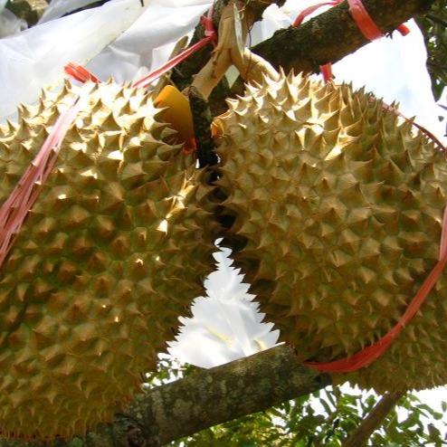 Durian Montong (Durio zibethinus) -  - Pokok Durian Montong - मोंथोंग ड्यूरियन Montong Durian – Grafted Tree, Sweet Creamy Flesh, Fast Fruiting, Tropical King, Edible Garden LIVE PLANT