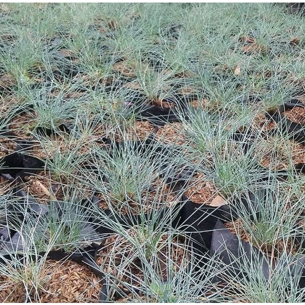 Sindo - Blue Bliss  Festuca glauca - Transform Your Garden with Striking Elegance