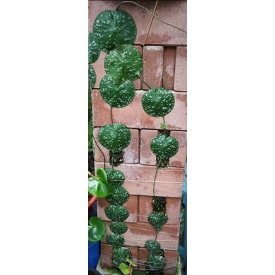 Hoya imbricata