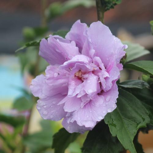 Purple Hibiscus (Hibiscus rosa-sinensis) -  - Pokok Bunga Raya Ungu - बैंगनी गुड़हल Purple Hibiscus – Exquisite Blooms, Rare Color, Tropical Flowering Shrub, Easy Garden Beauty, LIVE PLANT