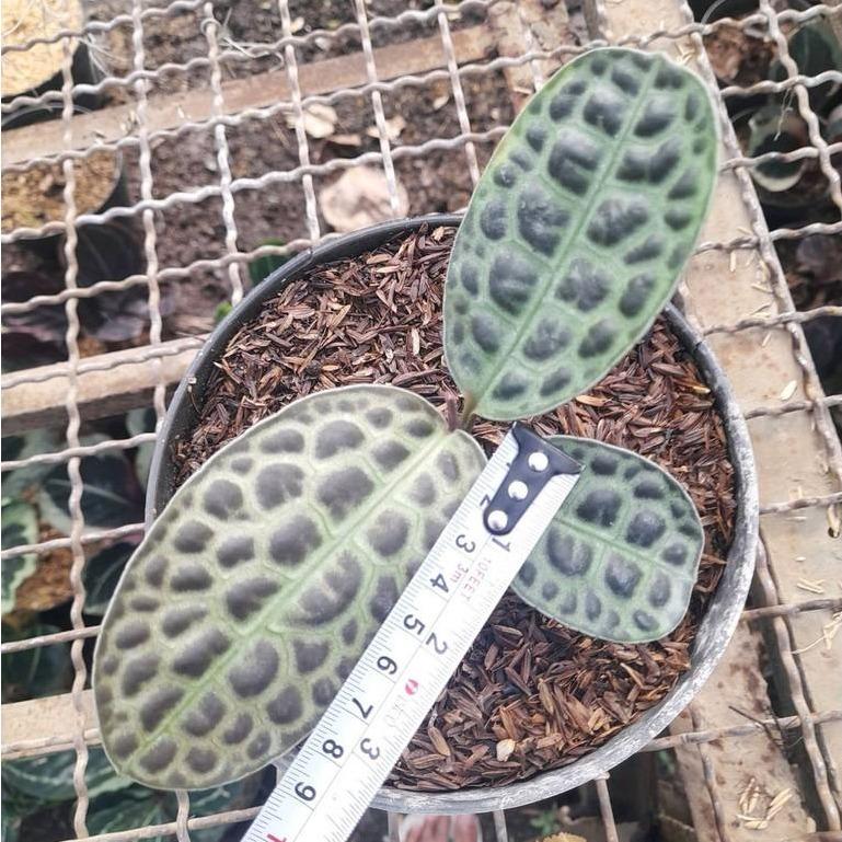 Labisia Turtle Back -  - Pokok Labisia Turtle Back - लैबिसिया टर्टल बैक Labisia Turtle Back – Rare Jewel Foliage, Bold Leaf Texture, Indoor Aroid Lookalike, Collector’s Plant, Compact Tropical Beauty LIVE PLANT
