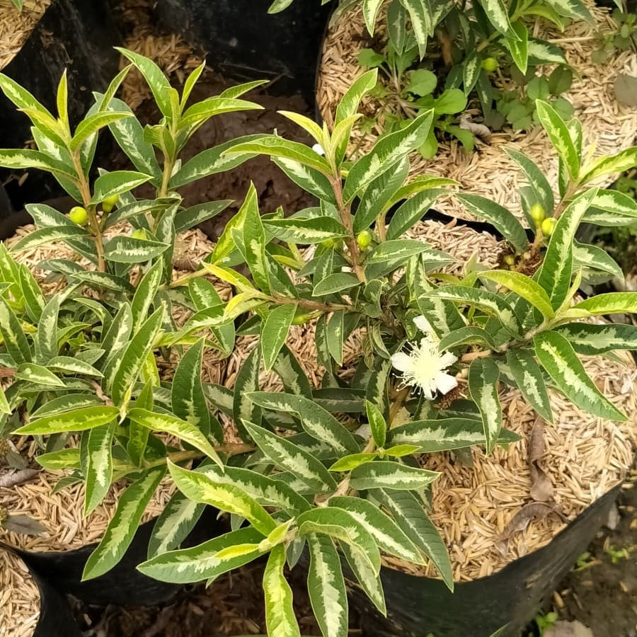 Variegated Guava  Exquisite Beauty and Delightful Harvests for Your Garden Oasis