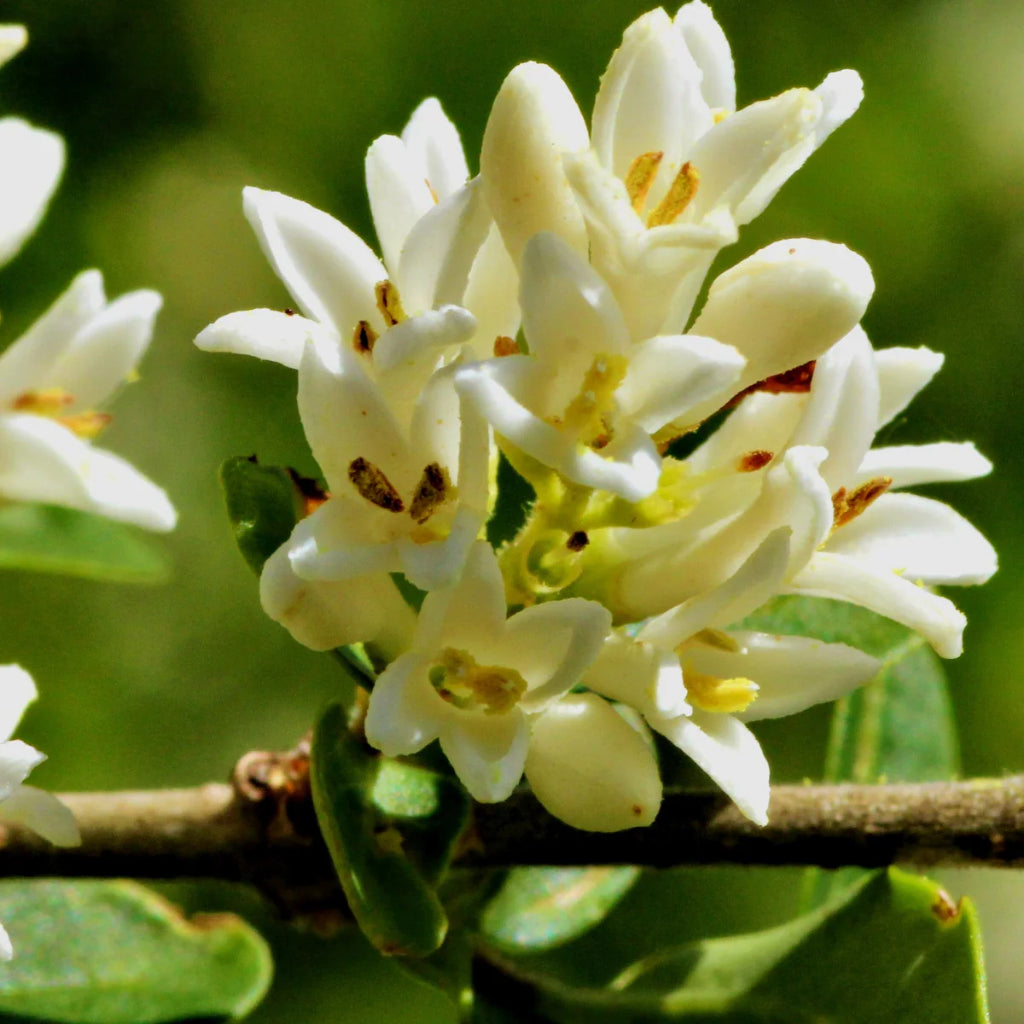 Sweet Osmanthus  Fragrant Beauty for Your Garden