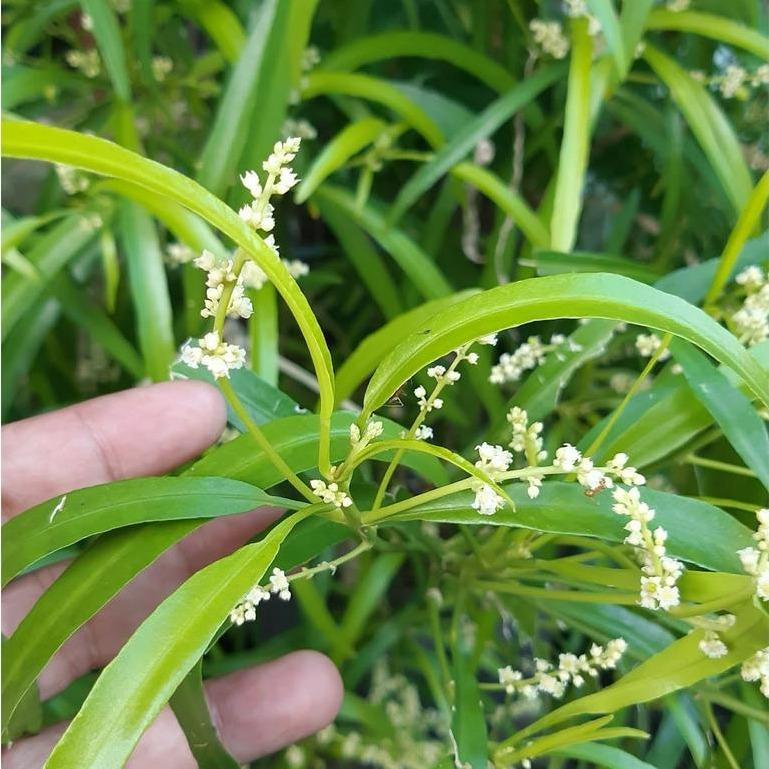 Zodia (Evodia suaveolens) -  - Pokok Zodia Penghalau Nyamuk - ज़ोडिया पौधा Zodia – Natural Mosquito Repellent, Fragrant Leaves, Easy to Grow, Tropical Herb, Outdoor & Indoor LIVE PLANT