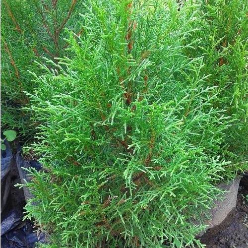 Fragrant Rentes's Juniper (Juniperus spp.) -  - Pokok Juniper Wangi Rentes - सुगंधित जुनिपर पौधा Fragrant Rentes’s Juniper – Aromatic Foliage, Herbal Scented Conifer, Easy Care, Compact Landscape Shrub, Indoor-Outdoor LIVE PLANT