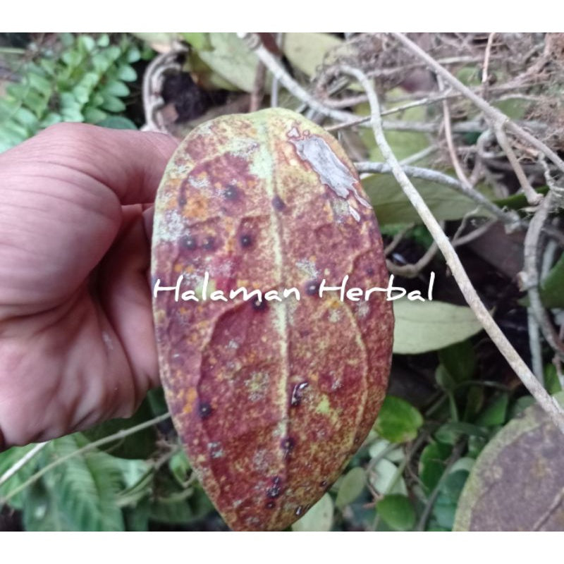 Hoya verticillata