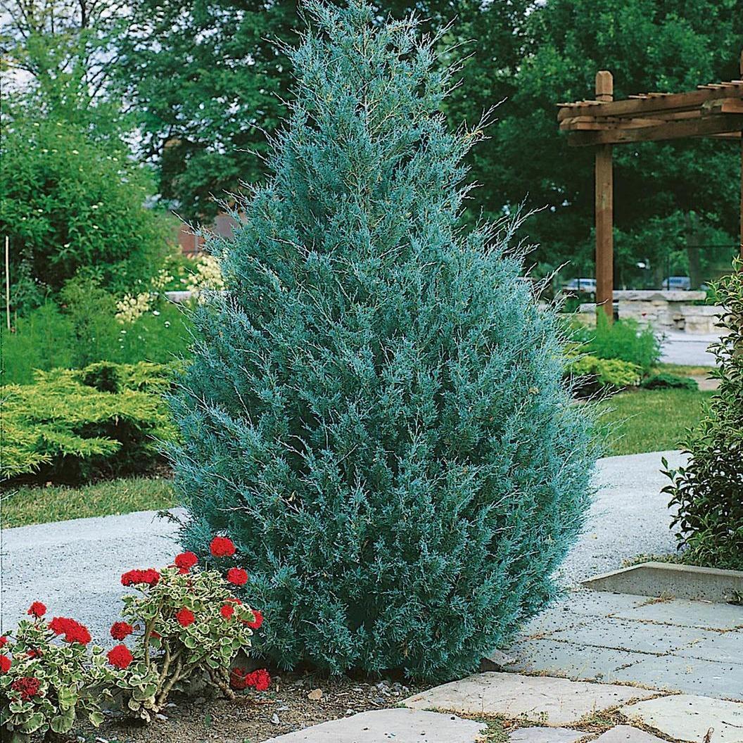 Fragrant Rentes's Juniper (Juniperus spp.) -  - Pokok Juniper Wangi Rentes - सुगंधित जुनिपर पौधा Fragrant Rentes’s Juniper – Aromatic Foliage, Herbal Scented Conifer, Easy Care, Compact Landscape Shrub, Indoor-Outdoor LIVE PLANT