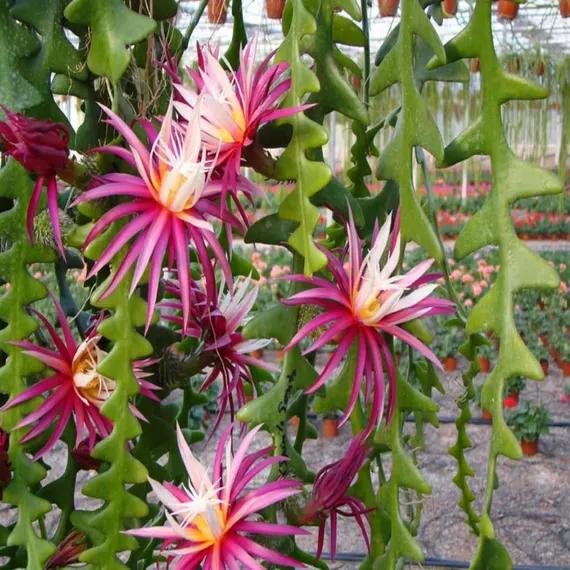 Fishbone Cactus (Epiphyllum anguliger) -  - Pokok Kaktus Tulang Ikan - फिशबोन कैक्टस Fishbone Cactus – Exquisite Leaf Shape, Easy Care, Hanging Plant, Night Bloomer, Indoor Favorite LIVE PLANT