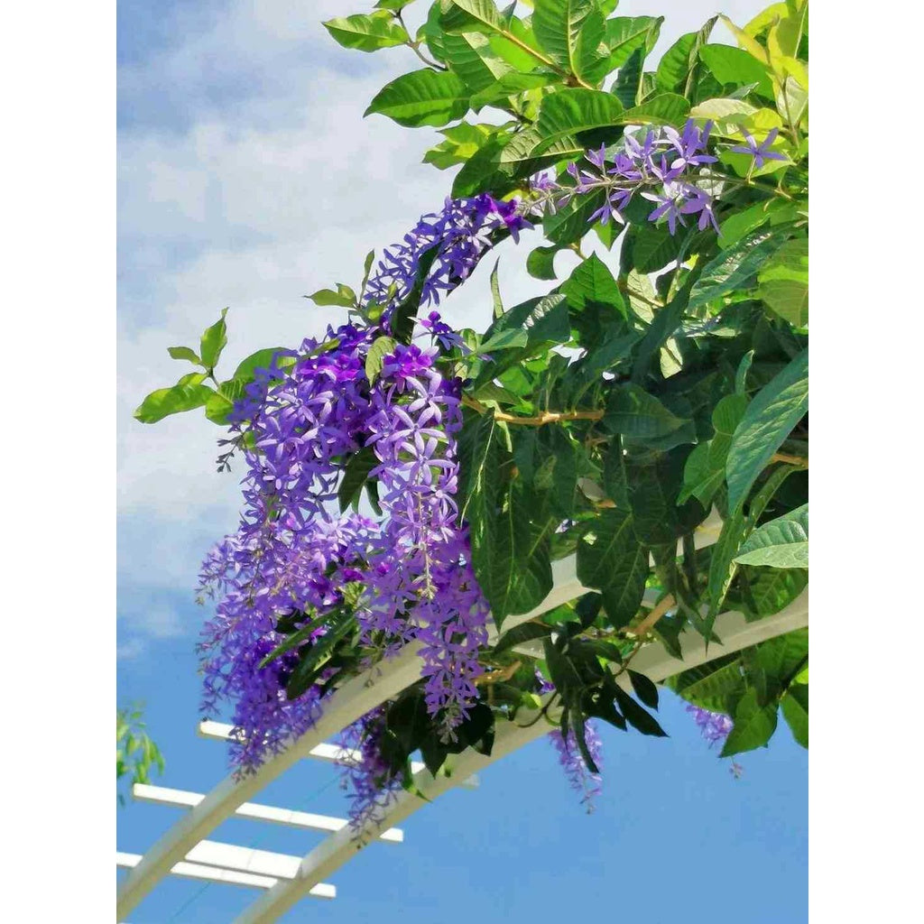 Sindo - Sandpaper Vine / Petrea Volubilis   Majestic Beauty Perfect Climbing Plant