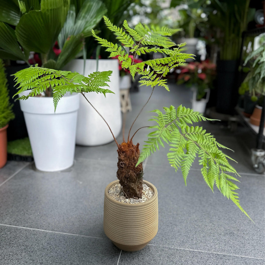Monkey Tail Fern -  - Pokok Paku Ekor Monyet - मंकी टेल फर्न Fern Paradise – Monkey Tail Fern, Curled Fuzzy Fronds, Air-Purifying, Indoor Friendly, Exotic Tropical LIVE PLANT