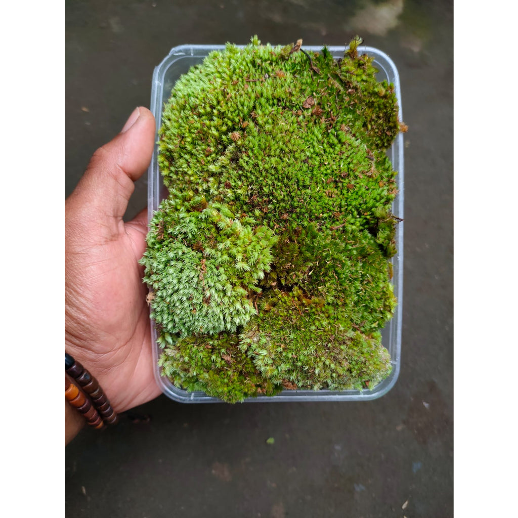 Sindo - Living Moss  Nature's Green Carpet for Your Botanical Haven (2 pax)