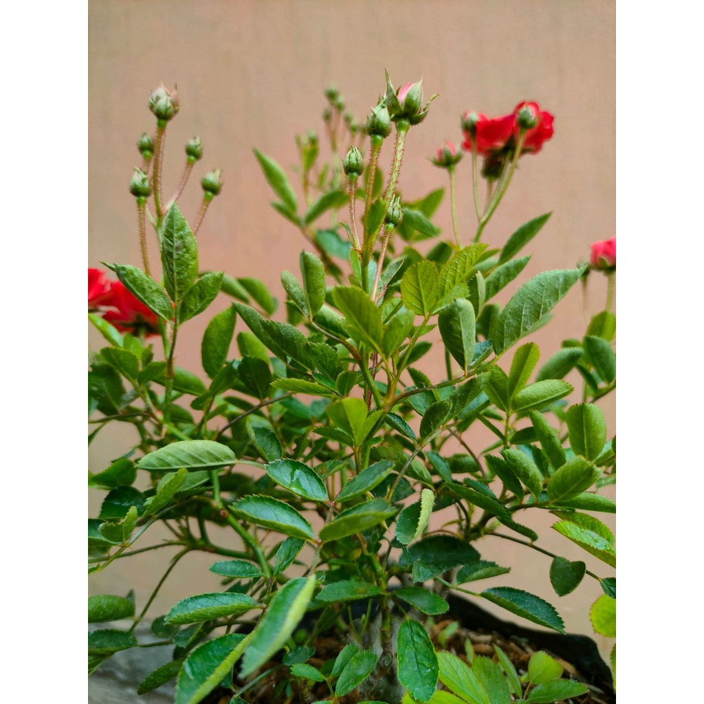 Sindo - Climbing Orange Rose Live Plant FHOK6H9ZJX