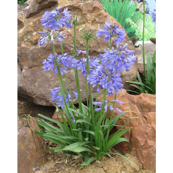 Sindo - Enchanting Agapanthus: Blooms of Beauty for Your Garden