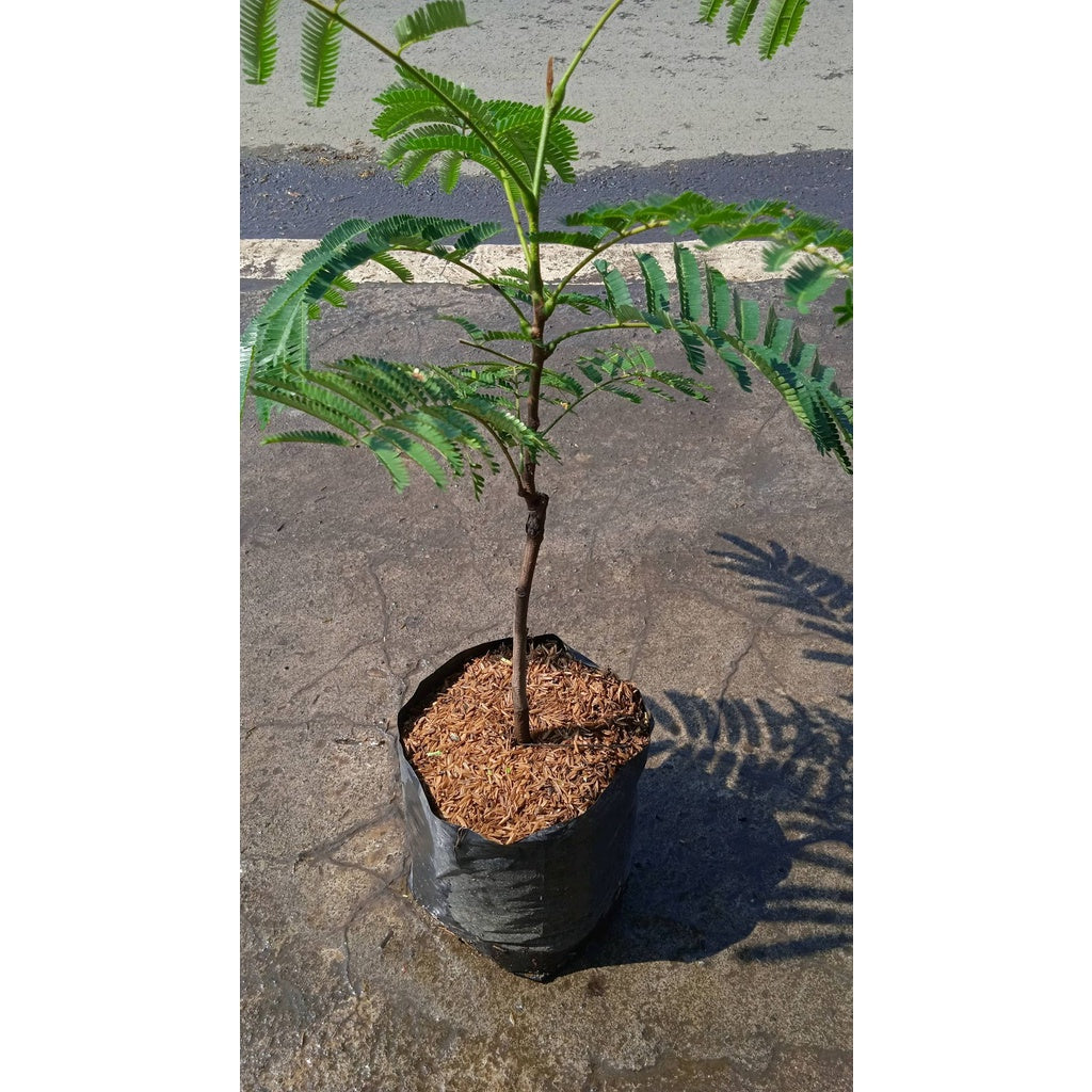 Sindo - Parkia Speciosa/petai By Idamulya Florist Live Plant 4IF30IHGT6