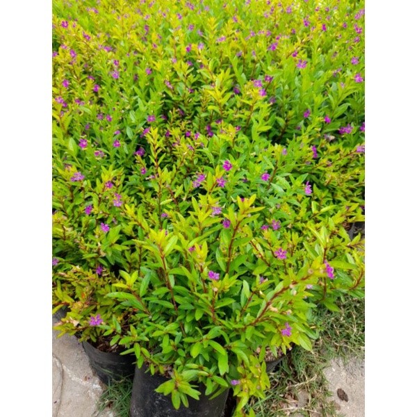 Purple Taiwan Flower / 台湾紫花 / Bunga Taiwan Ungu / ताइवान बैंगनी फूल (Singapore: Beauty Taiwan Plant) – Bright Purple Blo