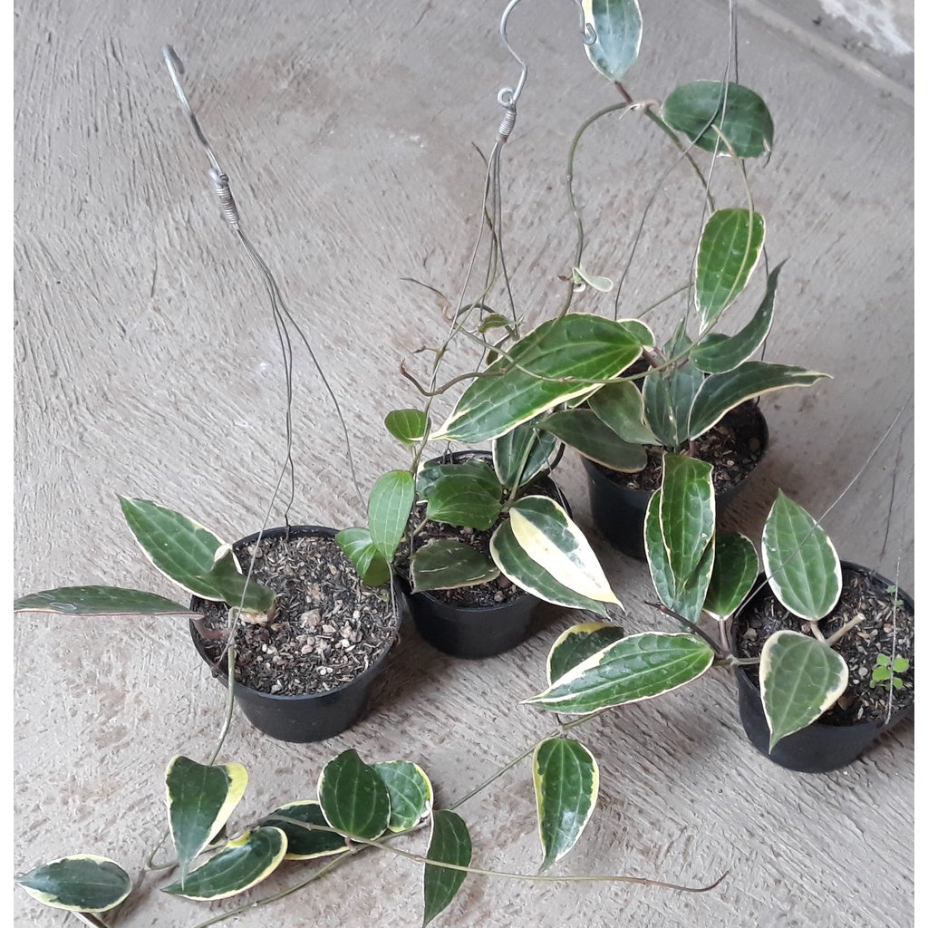 Hoya macrophylla variegata