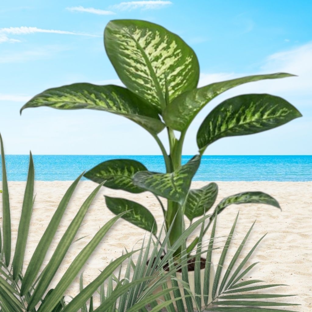 Aglaonema Sri Rejeki Zebra / 白斑万年青 / Pokok Aglonema Zebra / अग्लोनेमा ज़ेबरा पौधा (Singapore: Zebra Aglaonema Plant) – S