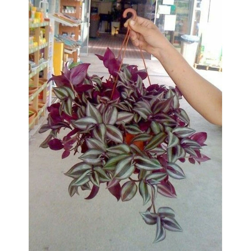 Tradescantia Zebrina / 紫叶吊竹梅 / Pokok Gantung Daun Ungu / ट्रेडस्केंटिया ज़ेब्रिना पौधा (Singapore: Wandering Jew Plant)