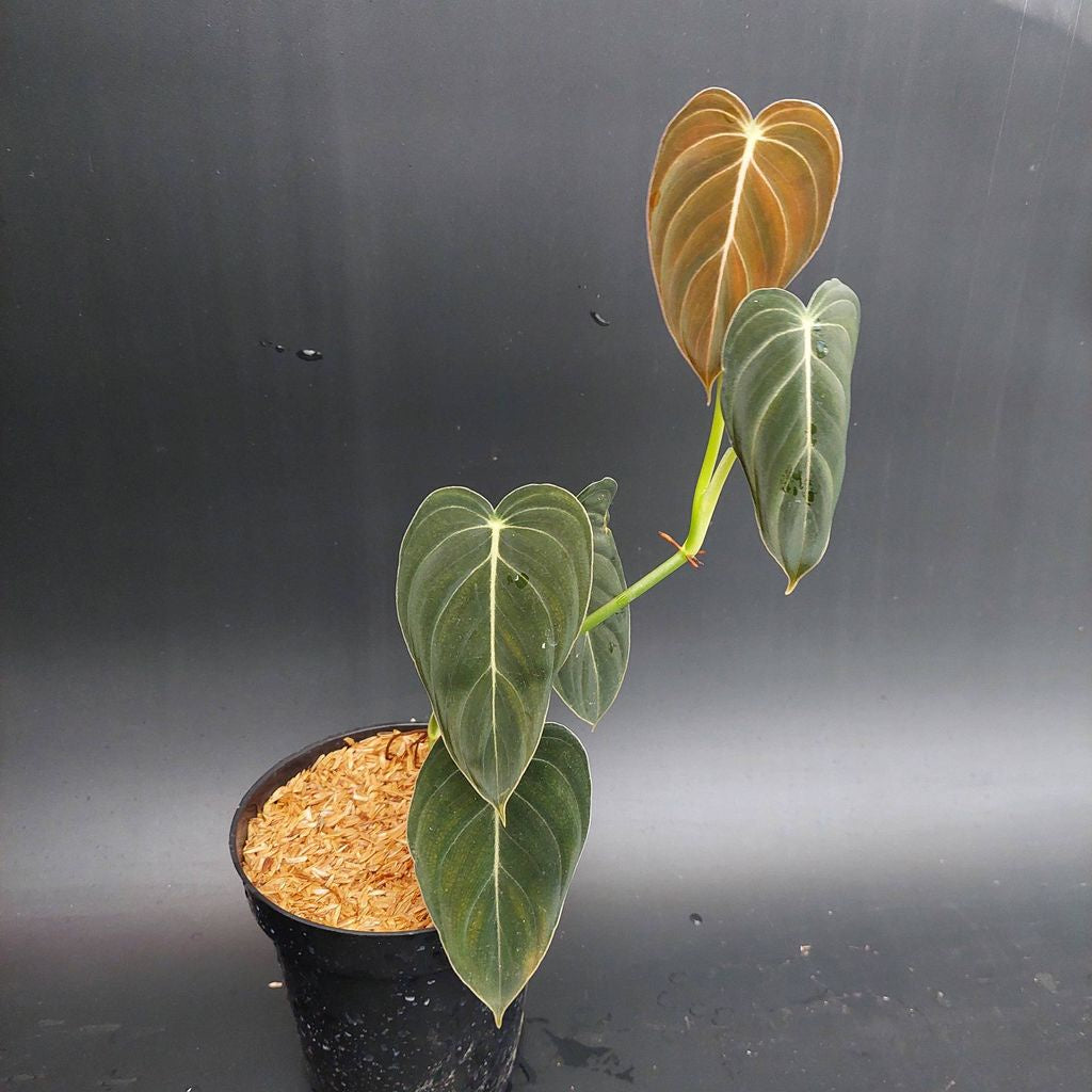 Sindo - Philodendron Melanocrysum By Foliage Nature Live Plant QCBB40LYPV