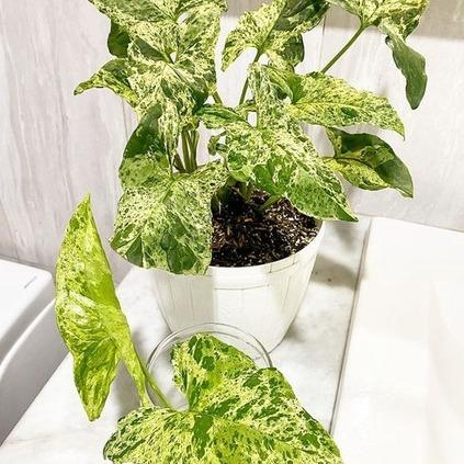 Syngonium Mojito -  - Pokok Syngonium Mojito - सिंगोनियम मोजिटो Syngonium Mojito – Exotic Variegation, Easy Indoor Plant, Compact Aroid, Stylish Foliage, Low Maintenance LIVE PLANT