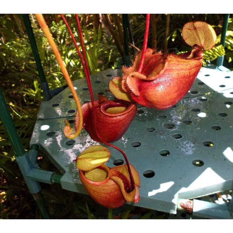 Nepenthes globosa × globosa