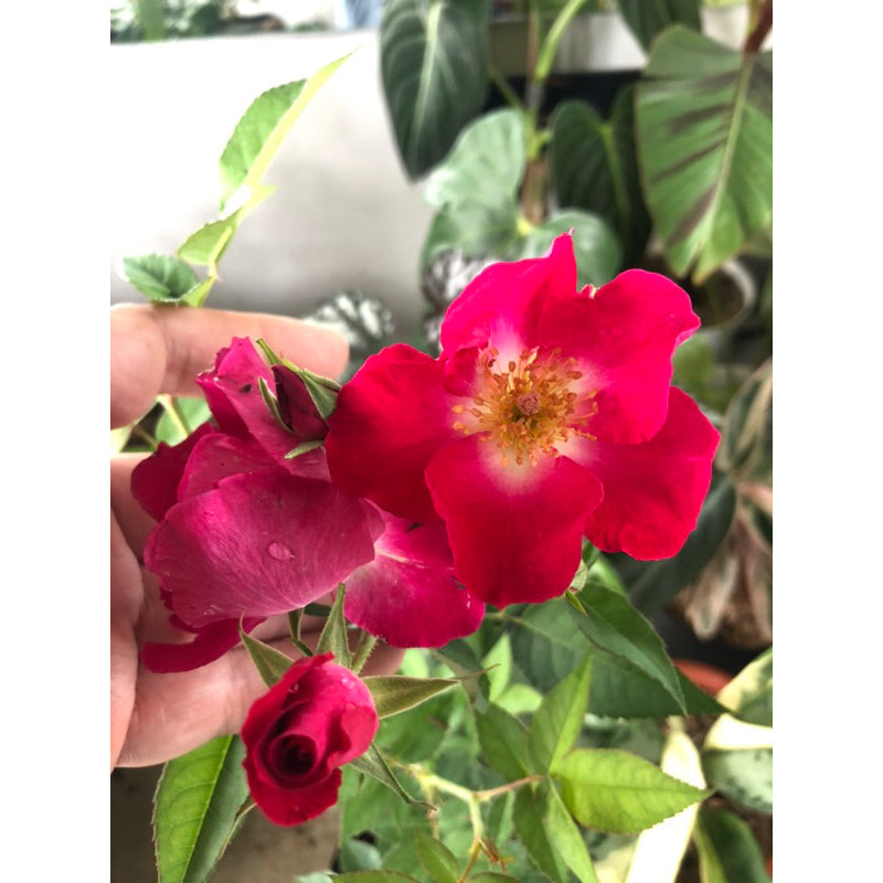 Sindo - Floribunda Rose  A Garden Delight of Colorful Blooms