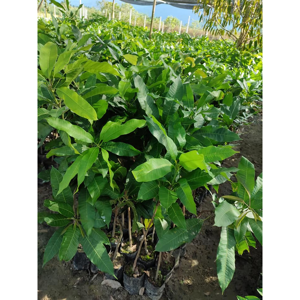 Sindo - Sweet Grape Honey Mango Plant - Juicy Delights for Your Garden Oasis