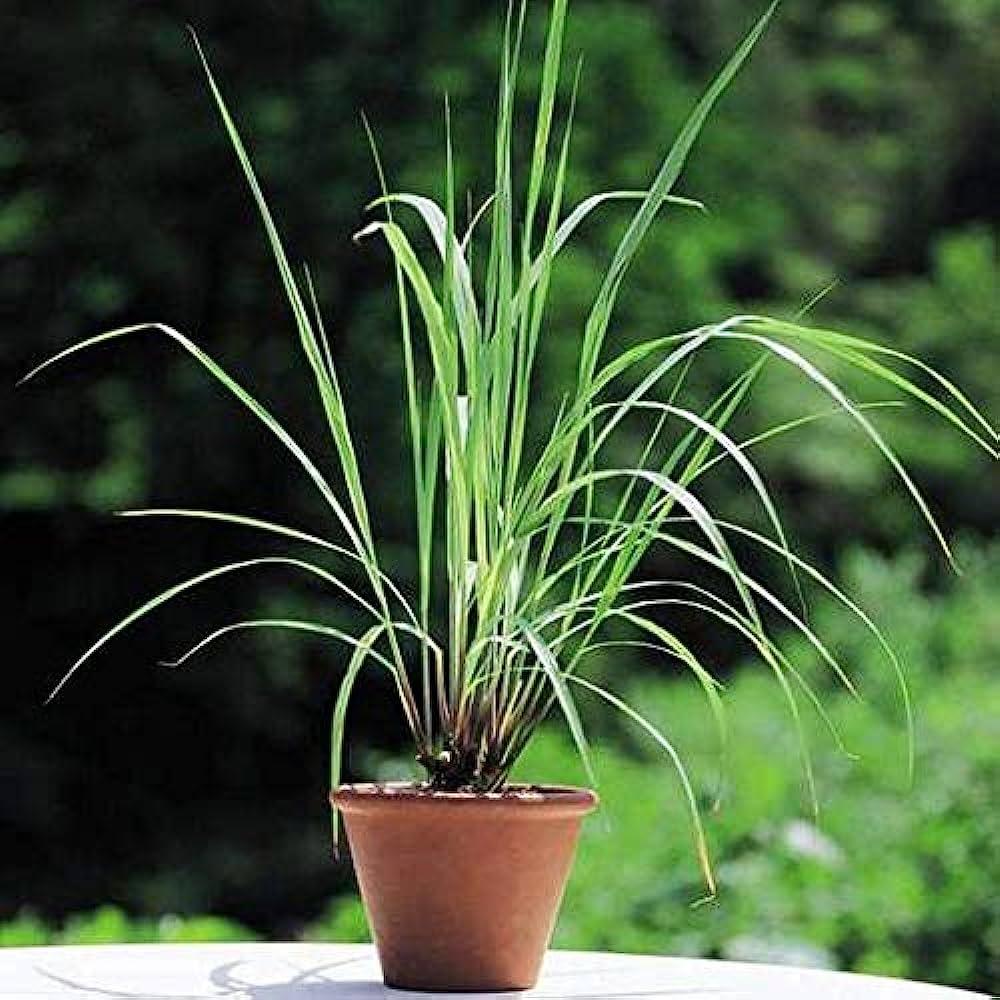 Lemongrass (Cymbopogon citratus) -  - Pokok Serai - लेमनग्रास Lemongrass – Culinary Herb, Fragrant, Easy to Grow, Medicinal Use, Tropical Kitchen Garden LIVE PLANT