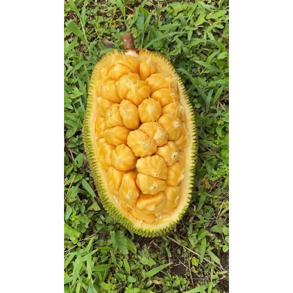 Sindo - Rare Hybrid Jackfruit Plant  Enhance Your Garden with Artocarpus Heterophyllus x Integer