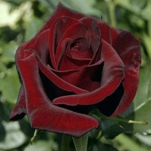 Blackrose Live Plant