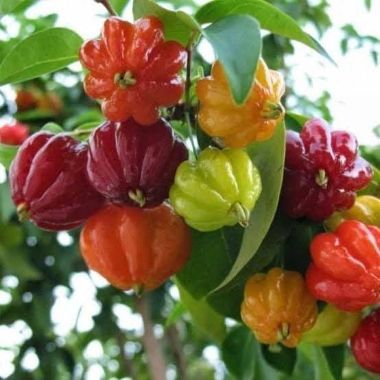 Dewandaru Fruit Plant (Eugenia uniflora) -  - Pokok Buah Dewandaru - देवंदरु फल का पौधा Dewandaru – Exotic Cherry-Like Fruit, Spiritual Symbol, Edible & Ornamental, Easy to Grow, Tropical Hardy LIVE PLANT