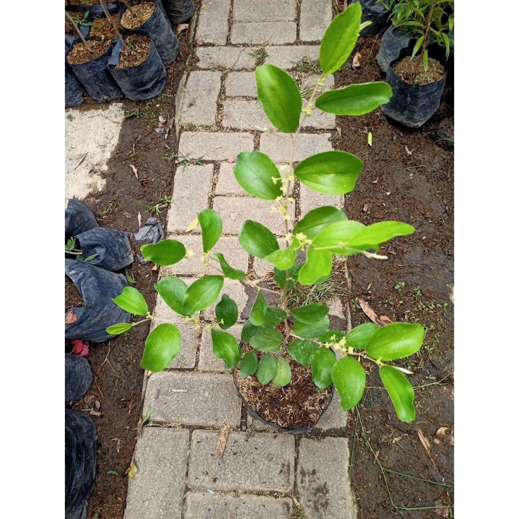 Ziziphus Mauritiana, Indian Jujube, Cottony Jujube, Ber, Apple Siam, Bedara, Bedara China