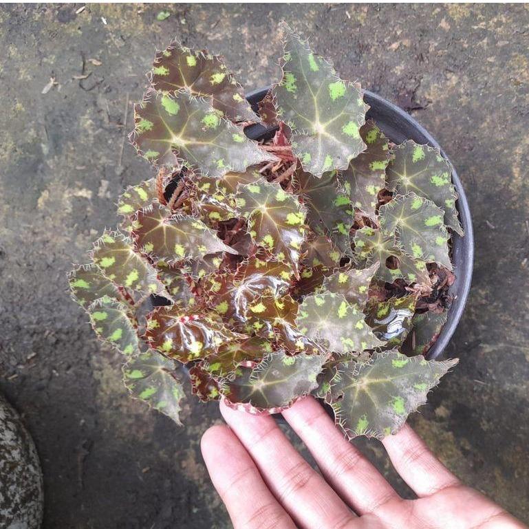 Begonia bowerae (Tiger Begonia) -  - Pokok Begonia Bowerae - बेगोनिया बोवेराई पौधा Begonia bowerae – Tiger-Patterned Leaves, Miniature Foliage, Compact Tropical Begonia, Indoor or Terrarium Ready, LIVE PLANT