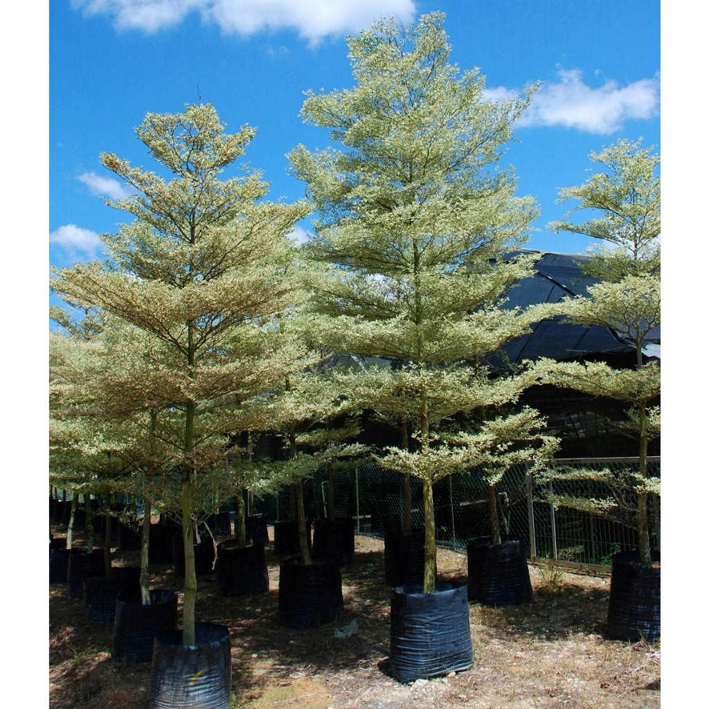Sindo - Graceful Beauty  Terminalia Mantaly Variegated, the Majestic Umbrella Tree for Your Garden