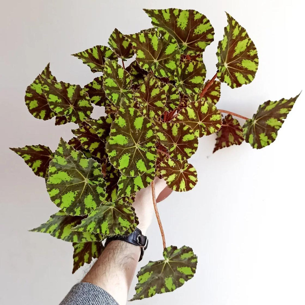 Begonia bowerae (Tiger Begonia) -  - Pokok Begonia Bowerae - बेगोनिया बोवेराई पौधा Begonia bowerae – Tiger-Patterned Leaves, Miniature Foliage, Compact Tropical Begonia, Indoor or Terrarium Ready, LIVE PLANT