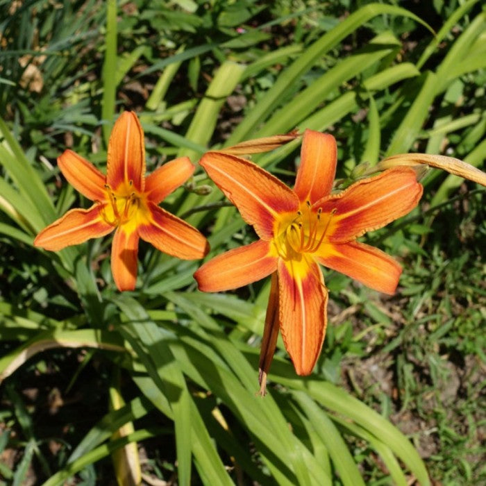 Sindo - Tawny Daylily   Embrace the Warmth and Beauty of Tawny Hues in Your Garden Live Indoor Plant