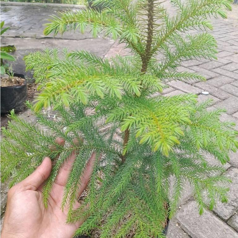 Juniperus Norfolk Style (Juniperus spp.) -  - Pokok Juniperus Gaya Norfolk - नॉरफ़ॉक जुनिपर पौधा Juniperus Norfolk – Evergreen Elegance, Bonsai or Landscape Form, Hardy Shrub, Minimalist Pine Look LIVE PLANT