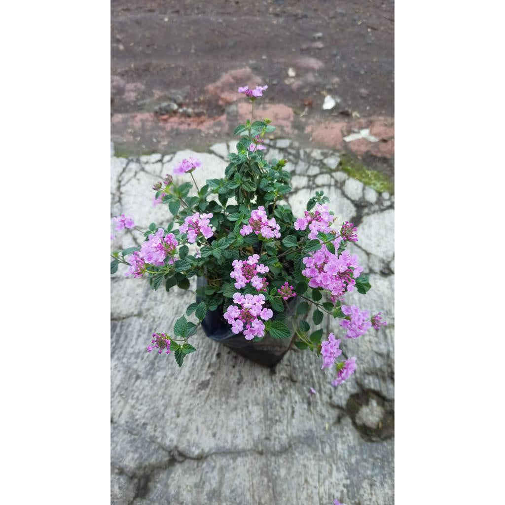 Sindo - Beauty and Charm for Your Garden  Lantana Camara Plant - A Gardening Delight (69766)