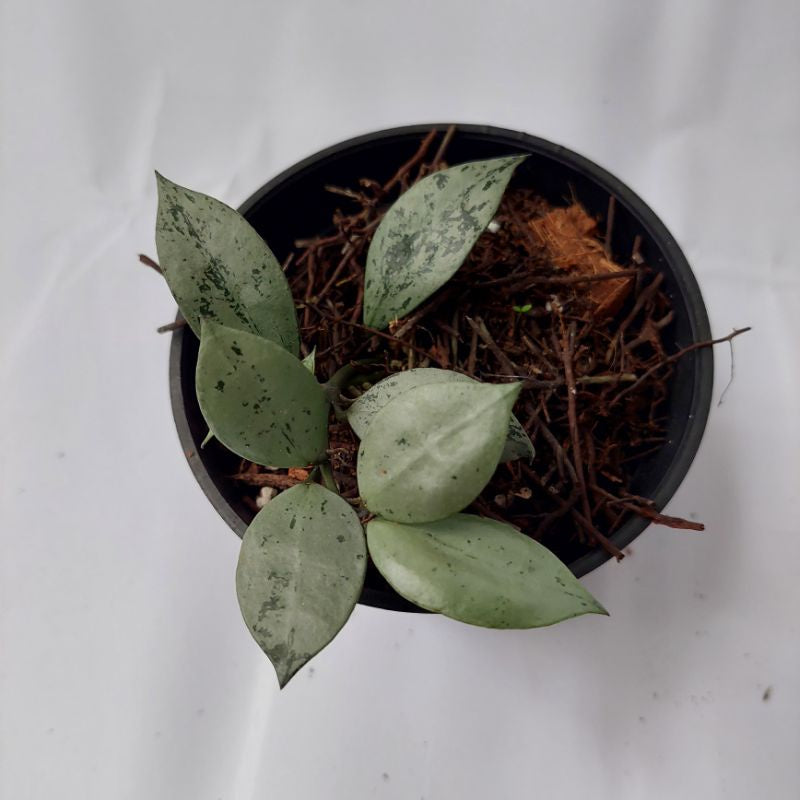 Hoya lacunosa silver