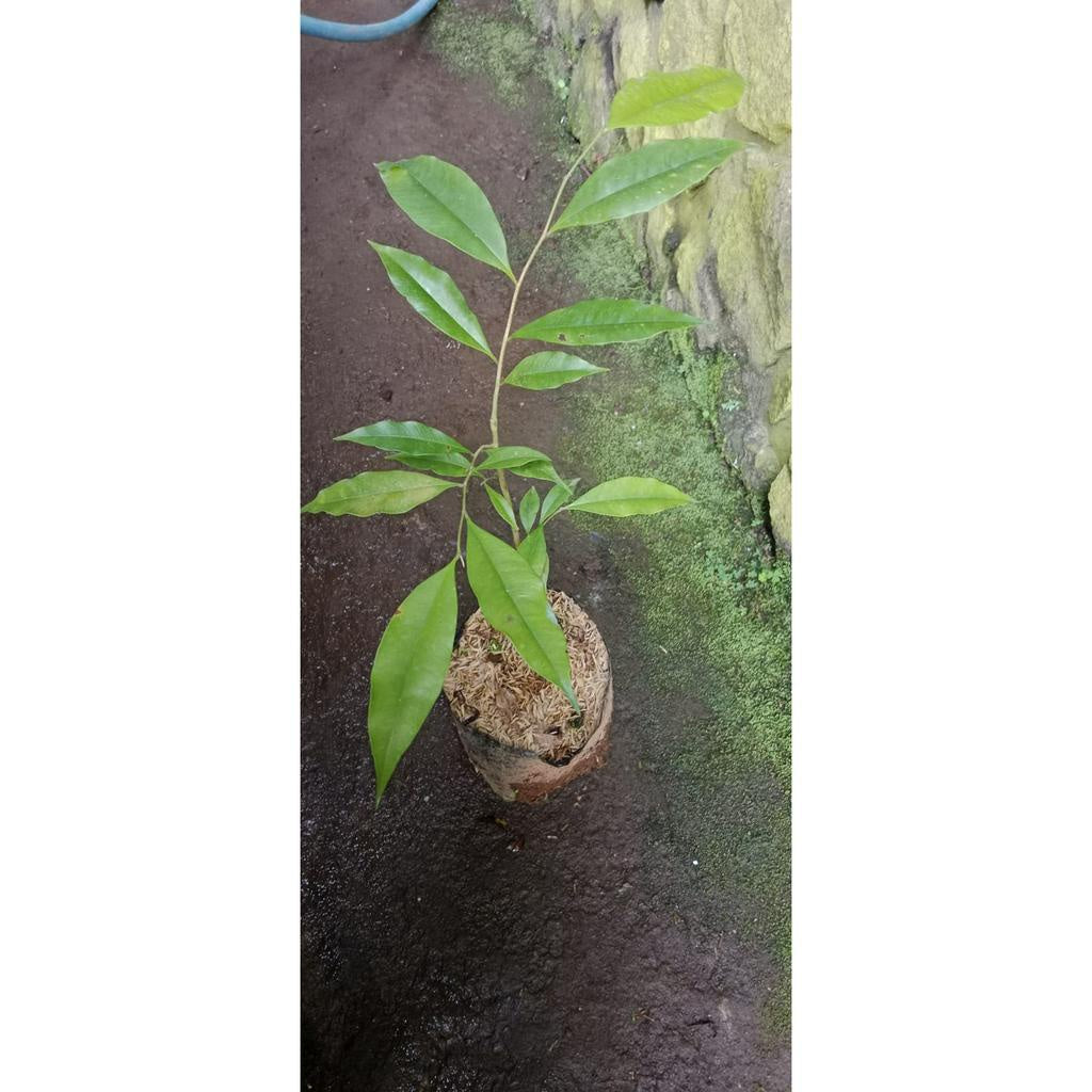 Sindo - Rare and Exotic Cendana/Santalum Plant - A Treasure for Your Collection