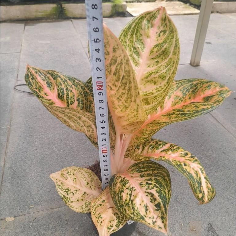 widuri aglaonema Aglaonema Widuri Orange - - Pokok Aglaonema Widuri Oren