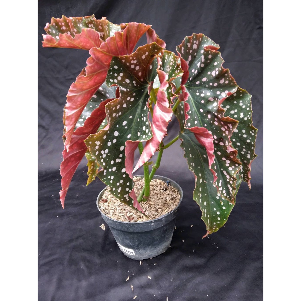 Sindo - begonia crancklin rossie Live Plant KRM2E6CH2S