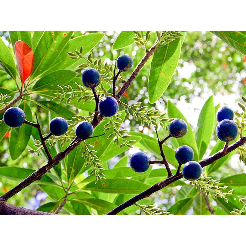 Rudraksha Live Plant – 30cm Seedling - Sacred Bead Tree for Hinduism & Spiritual Growth