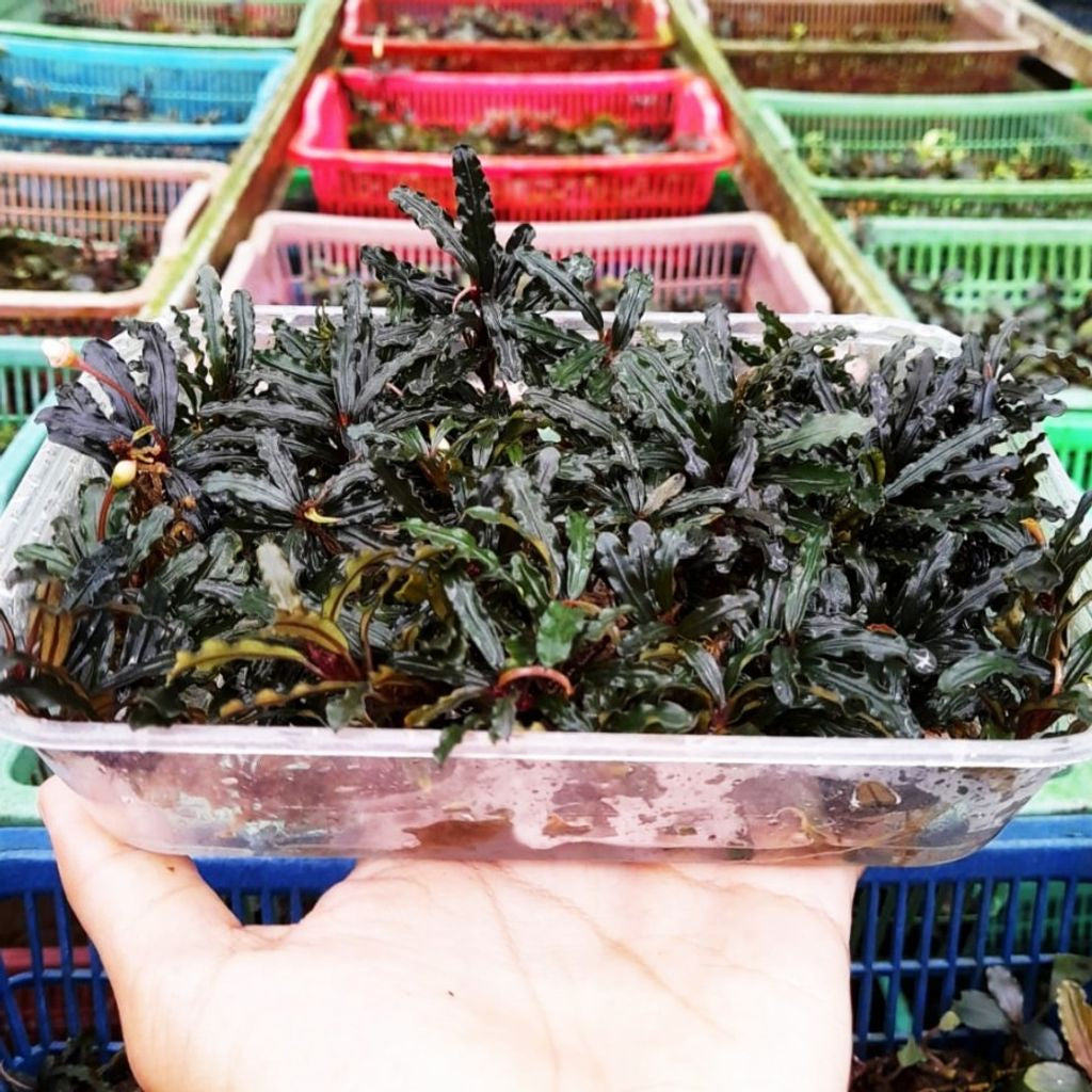 Sindo - Bucephalandra Red Velvet Porsi Mika Live Plant K8CP7NKA4O