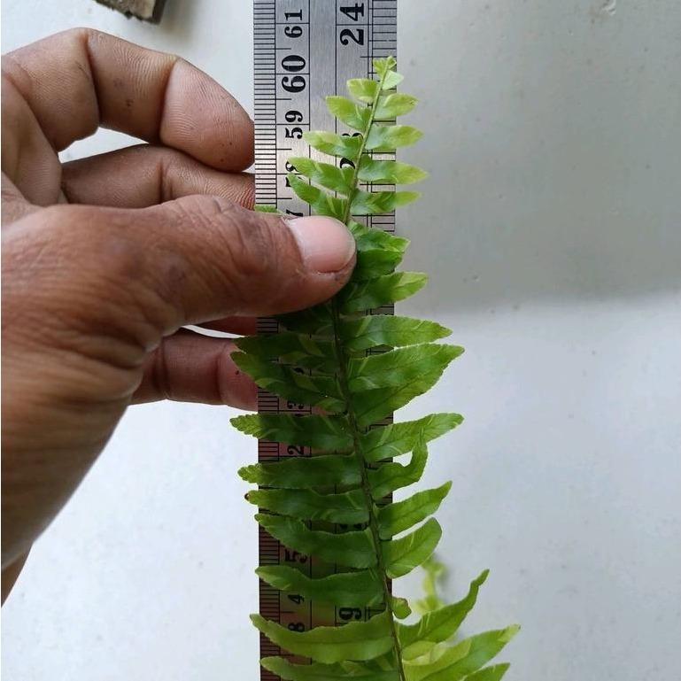 Boston Fern Variegated (Nephrolepis exaltata ‘Variegata’) -  - Pokok Paku Boston Variegated - वरिगेटेड बॉस्टन फर्न Boston Fern – Elegant Variegated Fronds, Air-Purifying, Hanging Plant, Lush Tropical Look, Easy Care LIVE PLANT