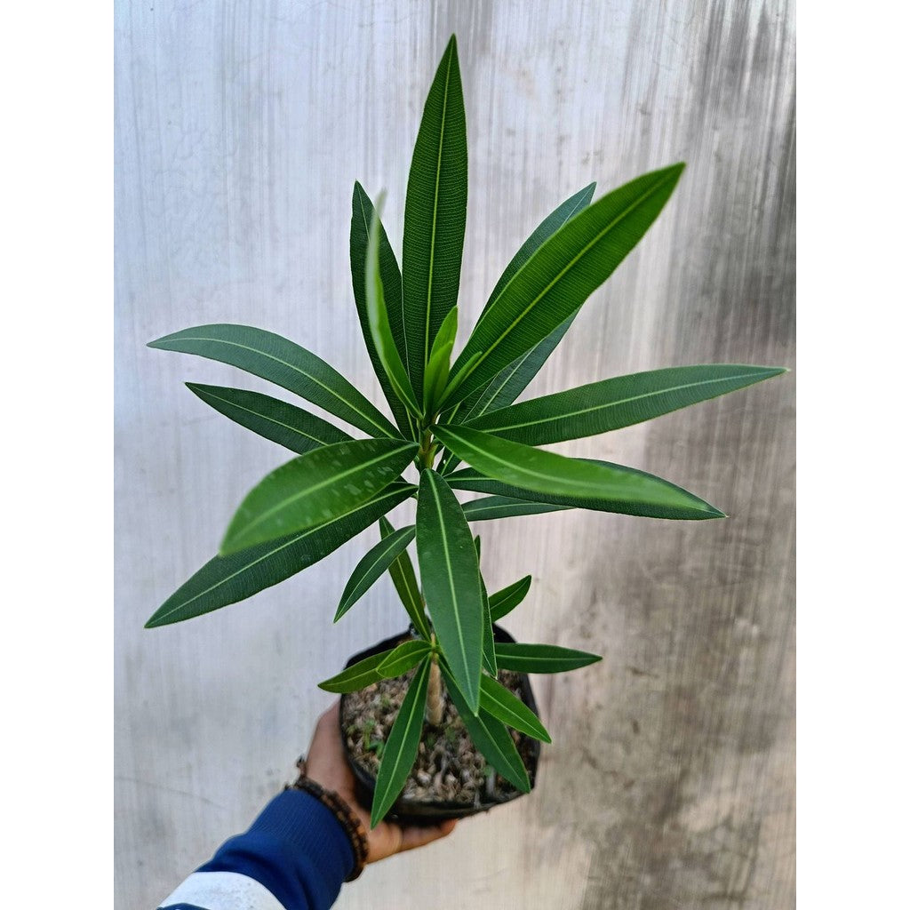 Nerium Oleander White Live Plant