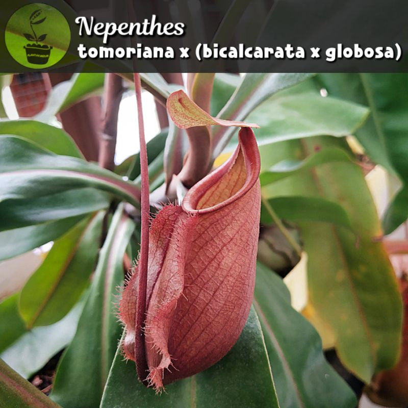 Nepenthes tomoriana × (bicalcarata × globosa)