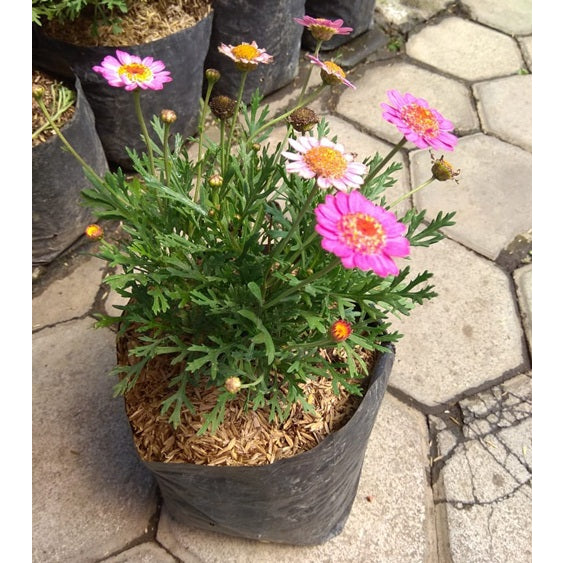 Sindo - Blossoms of Delight  Cosmos Lovely Pink - A Garden Treasure in Graceful Hues