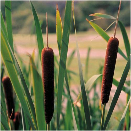 Cattail / Bulrush / Reedmace (Typha spp.) -  - Pokok Cattail Tepi Kolam - बुलरश पौधा Cattail – Embrace Nature’s Grace with Wetland Beauty, Pond Border Favorite, Water Purifier, Hardy Aquatic LIVE PLANT