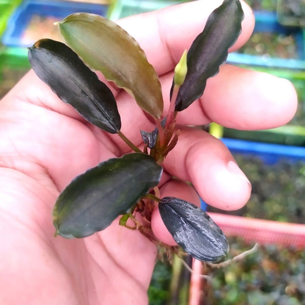 Sindo - Bucephalandra Nanga Pinoh Elegant Blue Per 2 Rizom Live Plant A3K2E4Z6C4